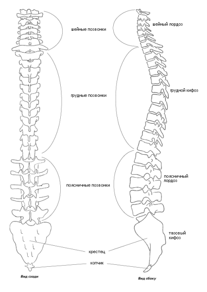 Позвоночник человека вид сбоку