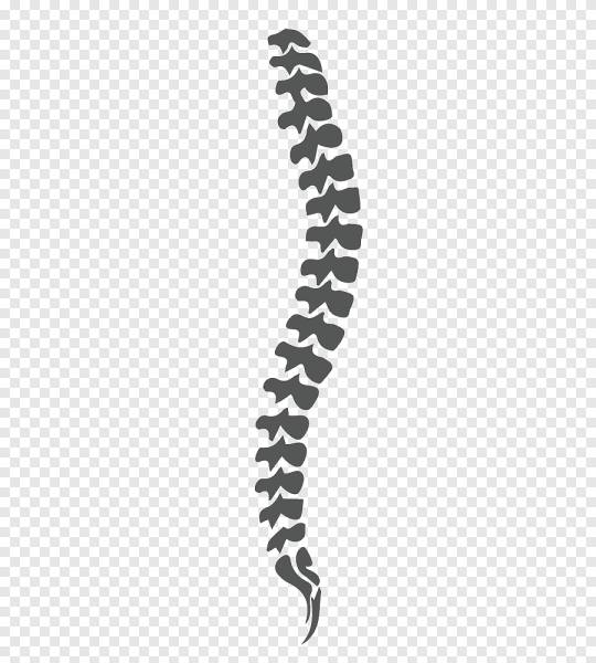 Позвоночник без подписей