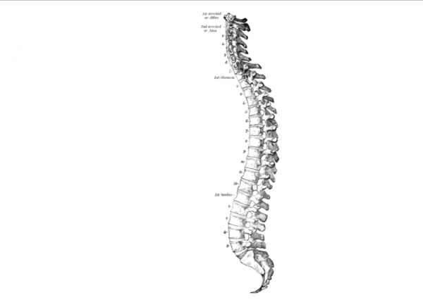 Скелет позвоночника vertebra