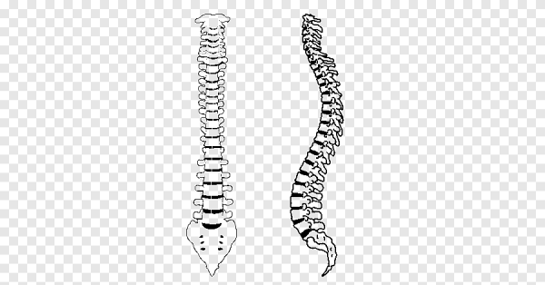 Позвоночный столб анатомия Синельников