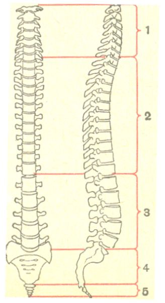 Позвоночный столб Баммес