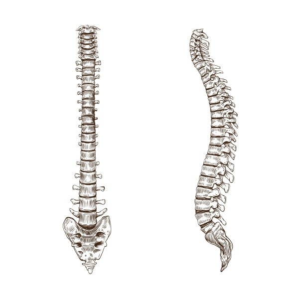 Скелет позвоночного столба отделы