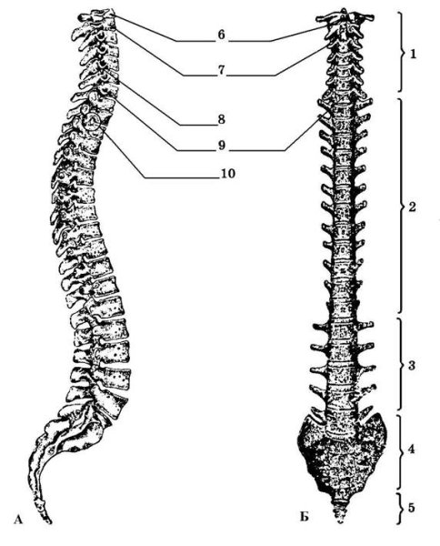 Позвоночный столб рисунок с подписями