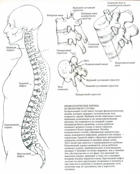 Позвоночник человека вид сбоку