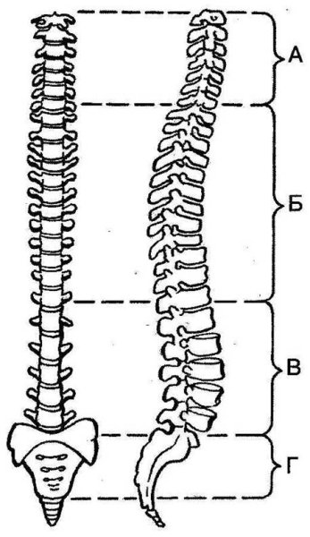 Позвоночник и позвонки анатомия рисунок