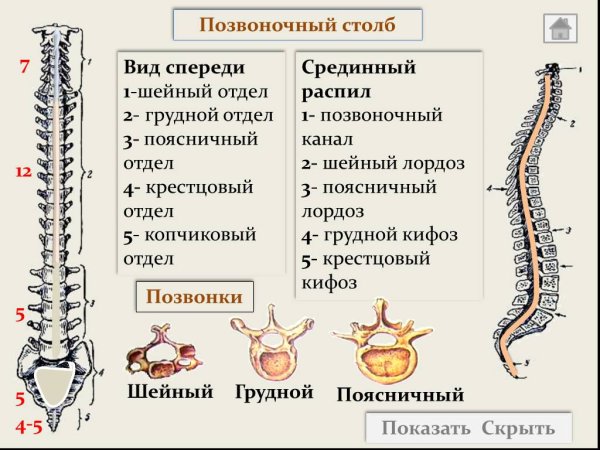 Строение позвоночника человека вид сбоку