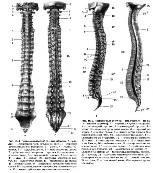 Позвоночный столб анатомия строение