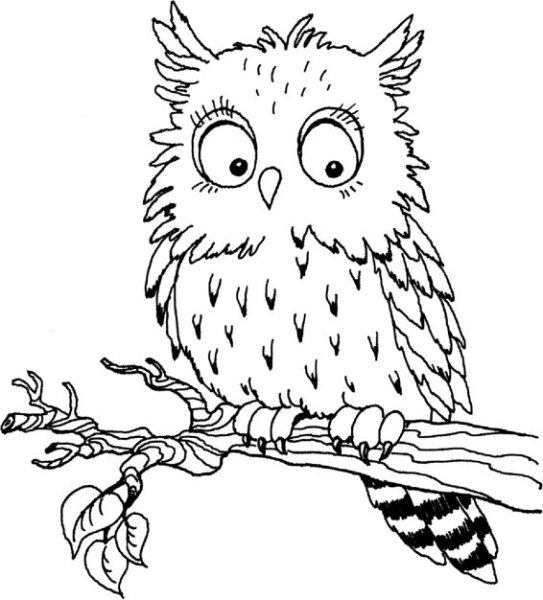 Сова сидит на ветке раскраска