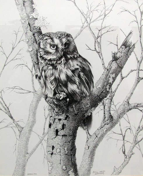 Сова на дереве раскраска