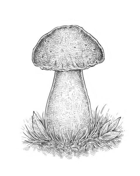 Гриб подберезовик раскраска