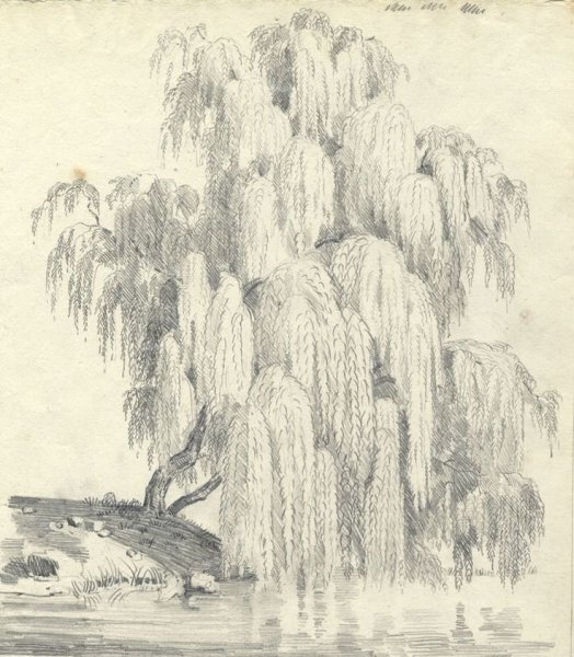 Плакучая Ива дерево рисунок