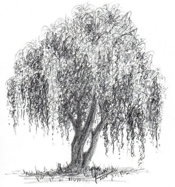 Плакучая Ива нарисовать