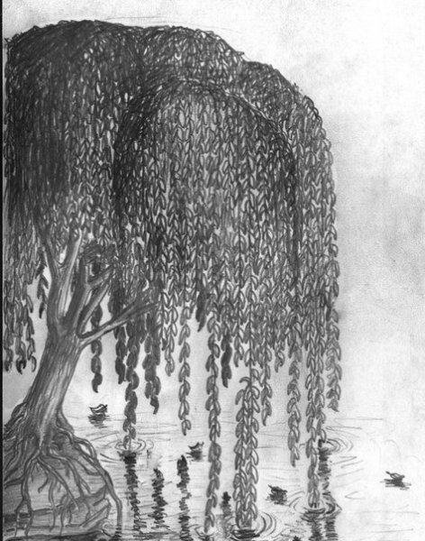 Рисование ивы плакучей