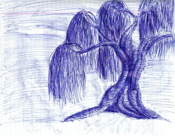 Плакучая Ива рисунок
