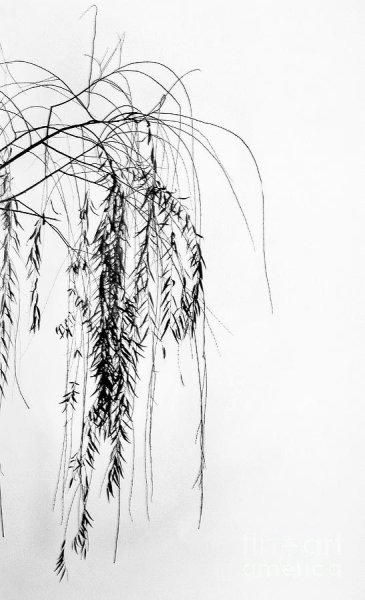 Ветка плакучей ивы