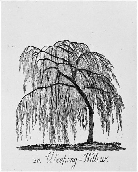 Плакучая Ива Графика