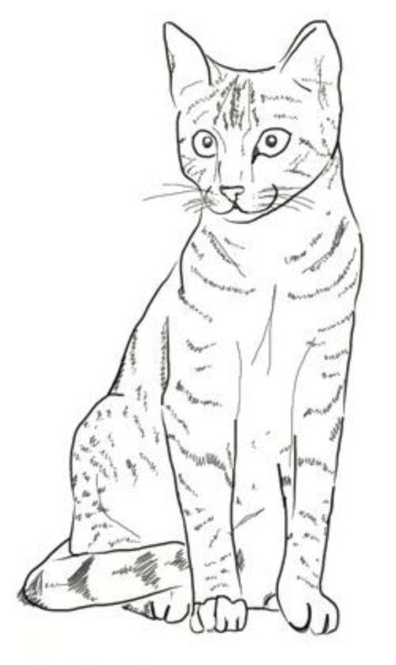 Кошачие крупные рисунок для срисовки