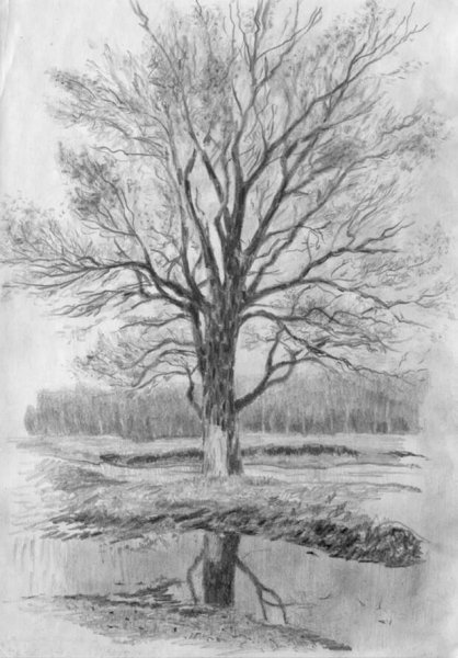 Пейзаж с деревьями карандашом