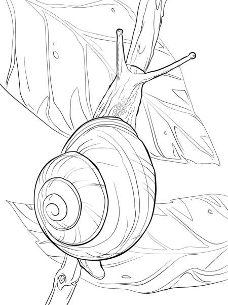 Раскраска улитка ампулярия