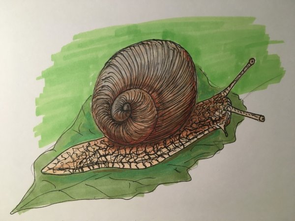Зарисовки улитки