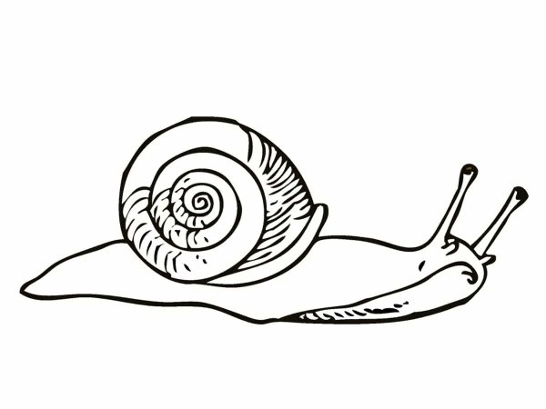 Карандашами - улитка