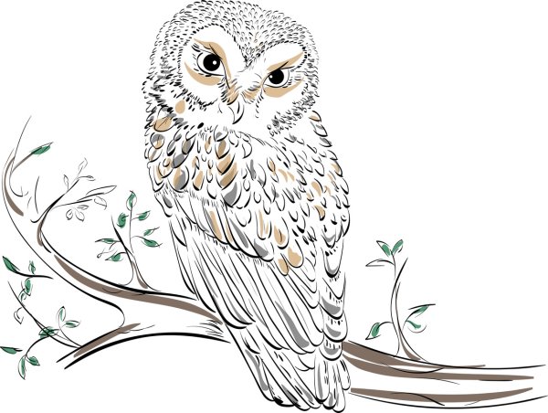 Сова рисунок