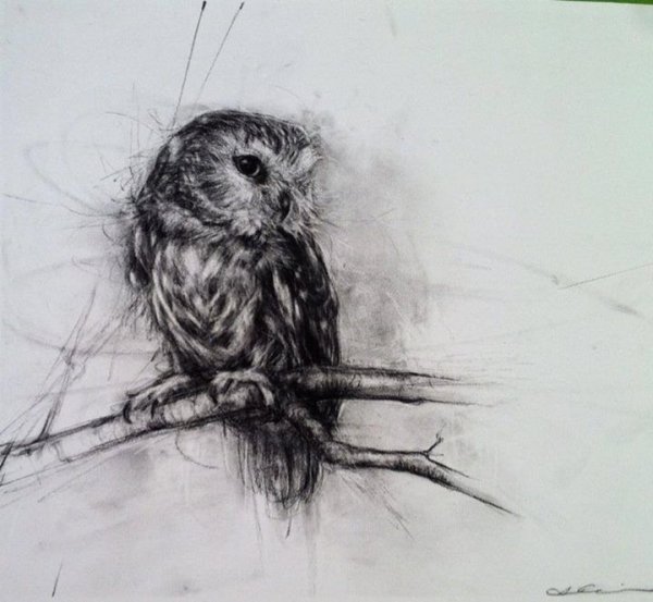 Сова углем