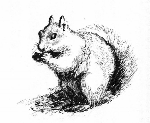 Графические зарисовки животных