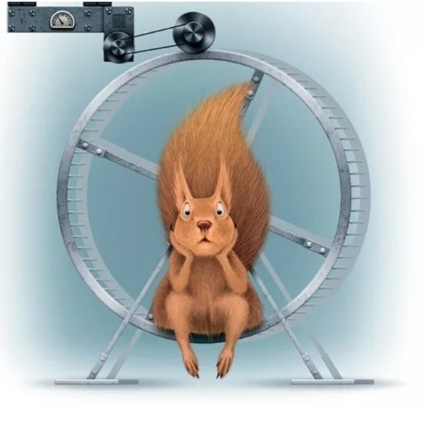 Белка в колесе прикол