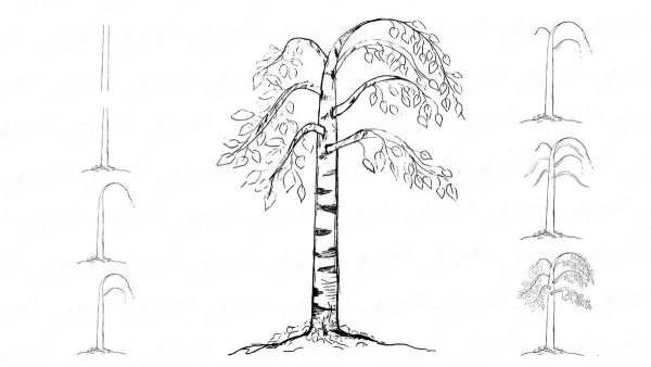 Береза раскраска