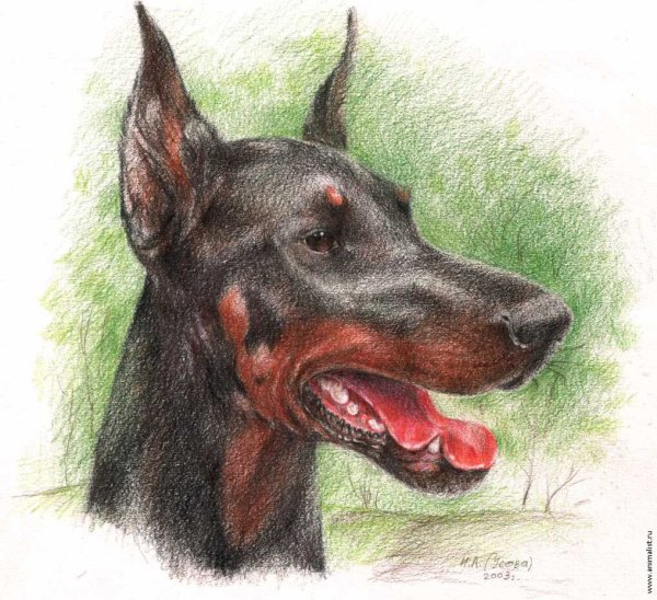 Лайнарт Доберман