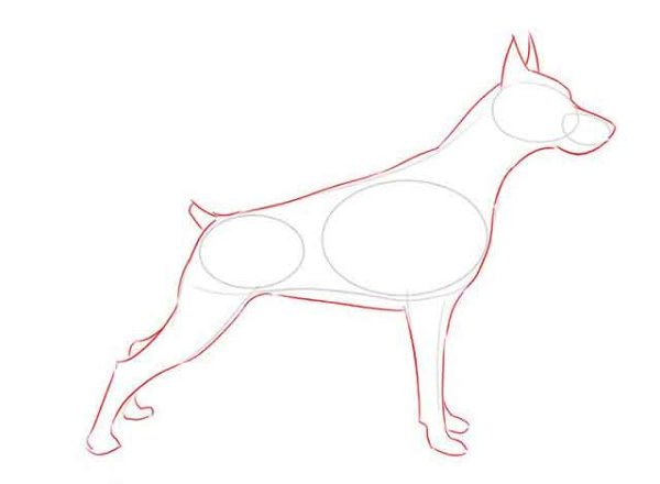 Доберман референс для рисования