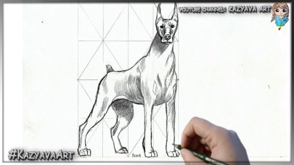 Рисунки карандашом собаки Доберман