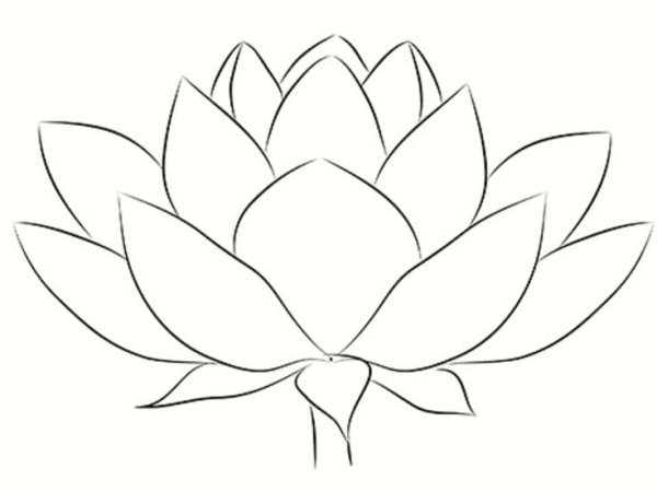 Кувшинка рисунок карандашом