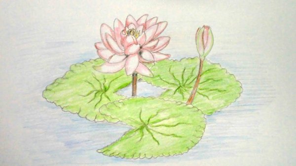 Рисование кувшинки 1 класс