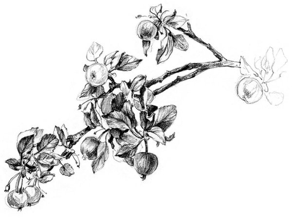 Яблоня эскиз