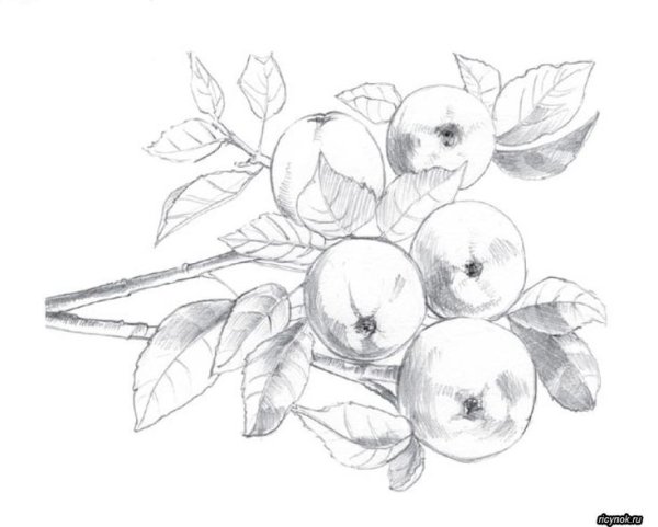 Яблоня карандашом