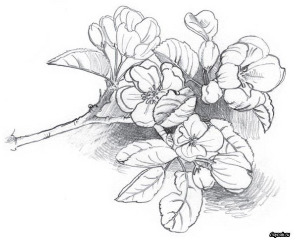 Цветы яблони рисунок карандашом