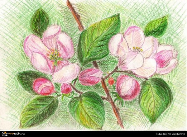 Весенние цветы цветными карандашами