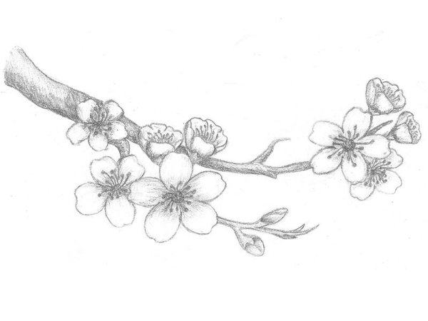 Сакура рисунок карандашом