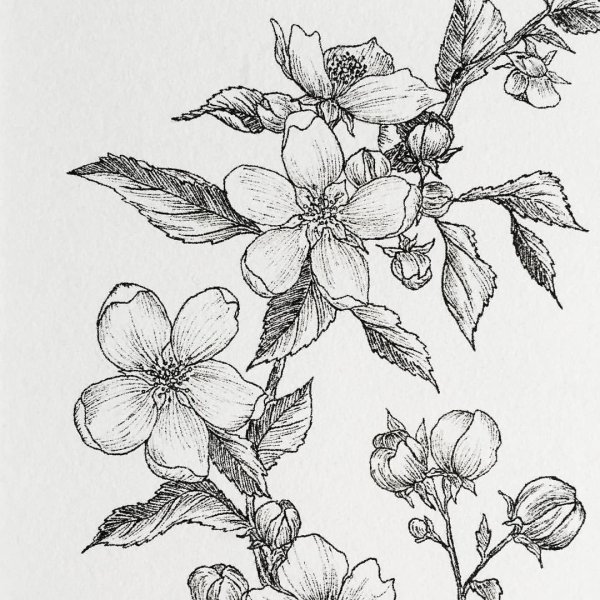 Зарисовки растений Графика