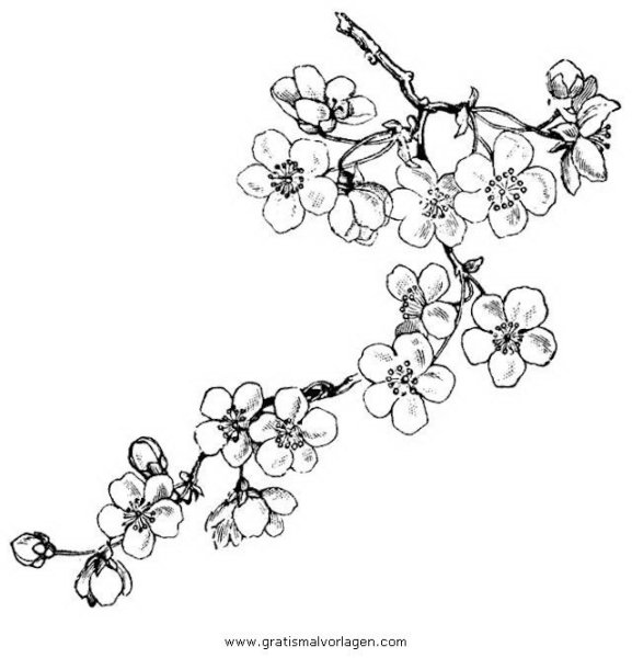 Рисование ветки цветущей Сакуры"
