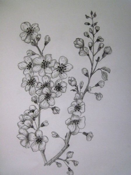 Веточка карандашом