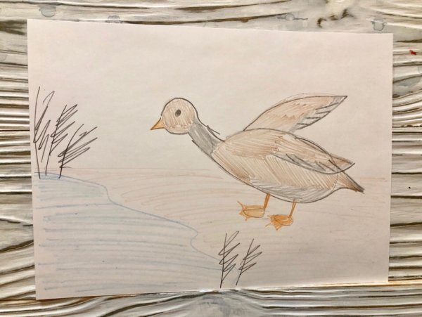 Серая шейка поэтапно