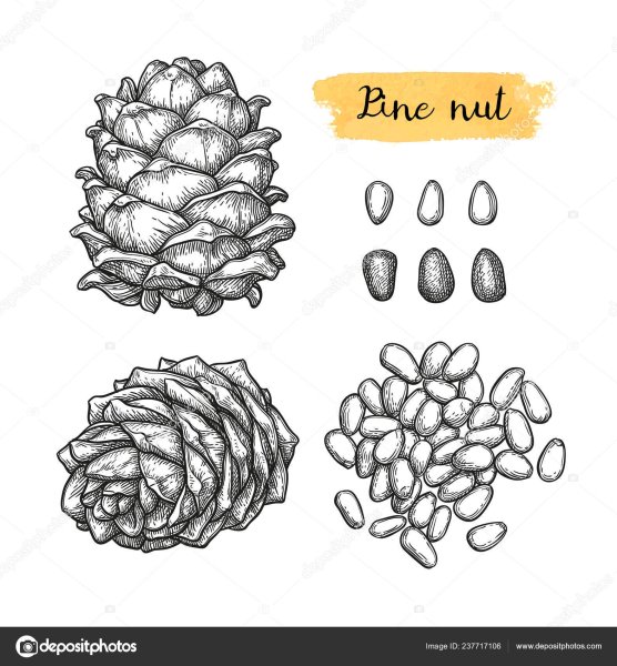 Шишка Кедровая рисунок графический