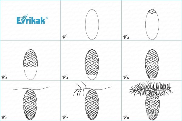 Шишка сосны раскраска