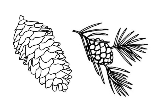 Шишки картинки для детей раскраски