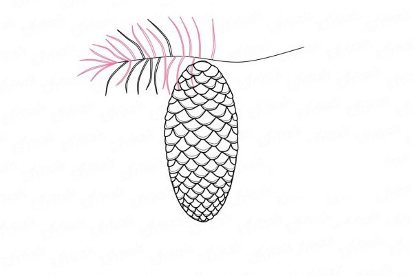 Шишки раскраска для детей