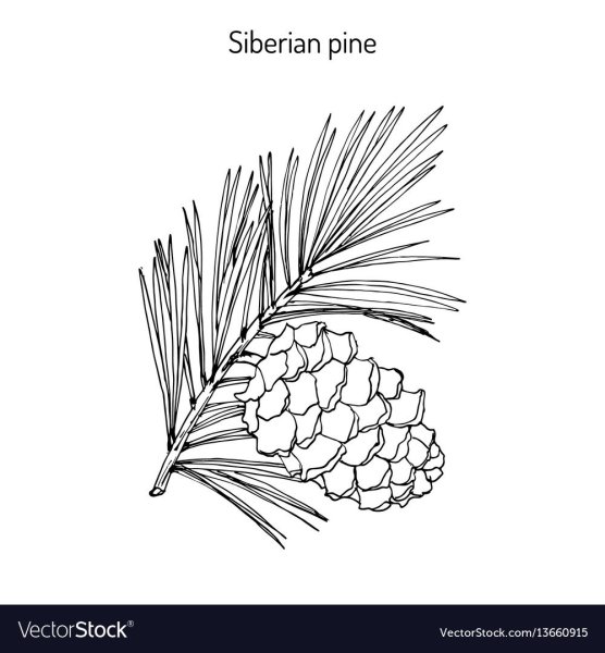 Кедровая шишка Графика