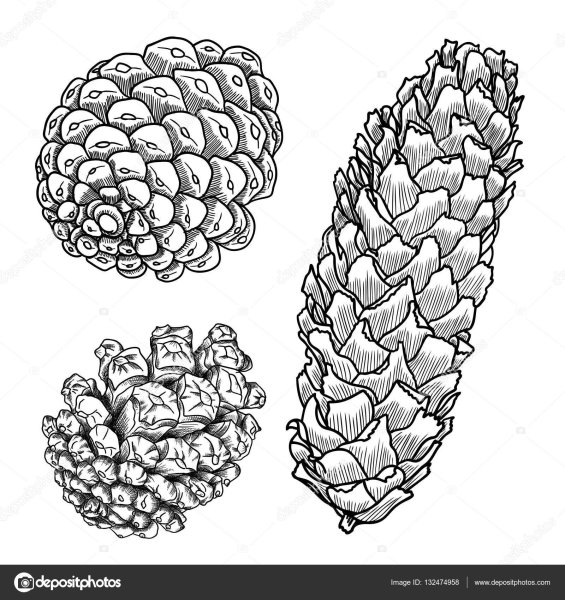 Еловая шишка карандашом